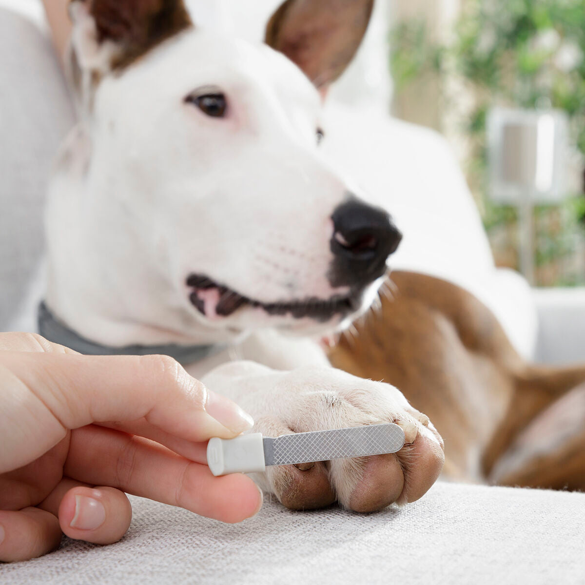 Corta-unhas para animais de estimação com LED